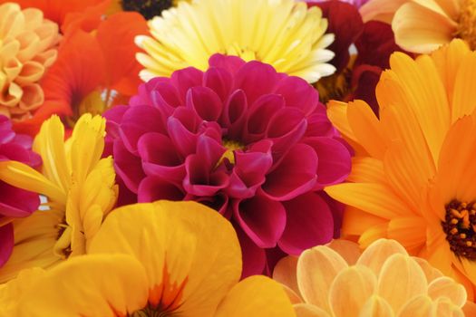 Detail of flower heads floral background - red dahlia bloom among orange flowers