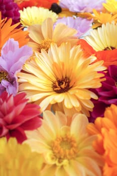 Pale yellow calendula flower in selective focus among bright garden blooms