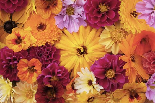 Large deep yellow calendula flower among mixed blooms - nasturtiums, dahlias and cosmos