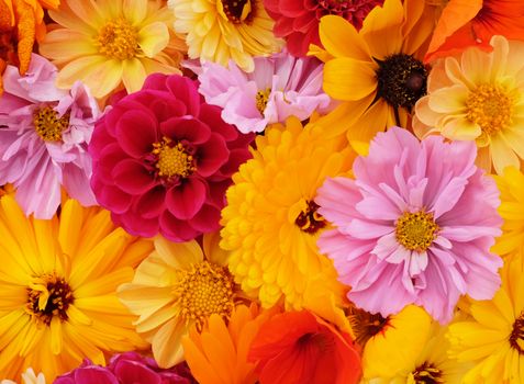 Details of flower background with mixed yellow, pink and red blooms - cosmos, dahlia, black-eyed susan and nasturtium