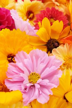 Pale pink cosmos flower in selective focus with yellow calendulas and rudbeckia flowers