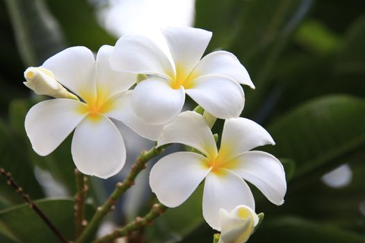 
Beautiful group of White plumeria (frangipani) blooming in the morning,Bright white yellow plumeria flowers as a floral background,Close-up plumeria tree with flowers 