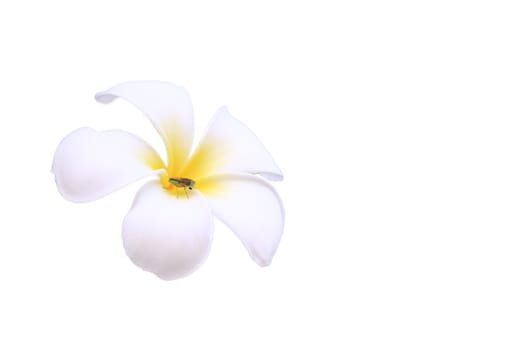 White plumeria (frangipani) isolated on white background,Insects on the white plumeria flower,Tropical flowers frangipani (plumeria) blooming