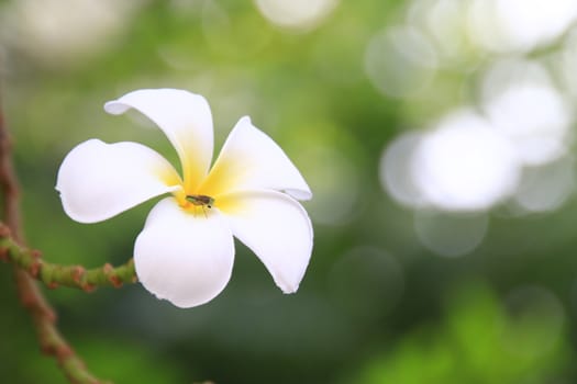 Beautiful White plumeria (frangipani) blooming in the morning,Insects on the white plumeria flower,Close-up plumeria with flowers and bug