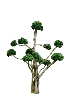 bonsai tree isolated on the white background.