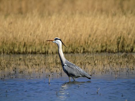 Beautiful grey heron in a pond in nature