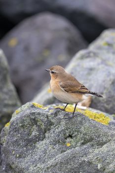 Small perky songbird the Wheatear Oenanthe oenanthe on the island of Terschelling in the northern Netherlands 
