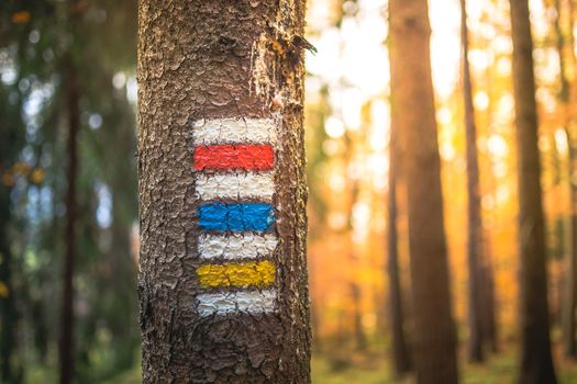 Marking the tourist route painted on the tree. Travel route sign. Season of the autumn.