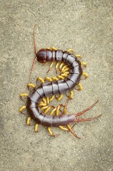 Image of centipedes or chilopoda on the ground. Animal. poisonous animals.