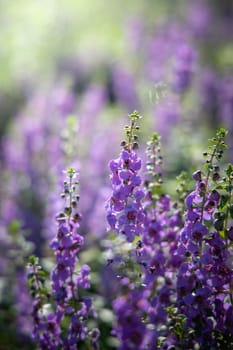 The background image of the colorful flowers, background nature