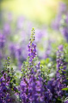 The background image of the colorful flowers, background nature