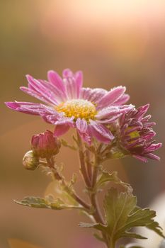 Autumn hoarfrost flowers. Violet Chrysanthemum zawadskii.