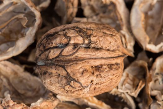 Broken walnut shells. Pieces of nutshells. Nutshell texture. Shells of walnut.