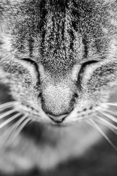 Close-up portrait of tabby cat. Black and white.