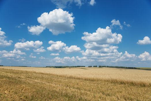 Beautiful rural landscape: a large field of golden ripe wheat and blue sky with white clouds