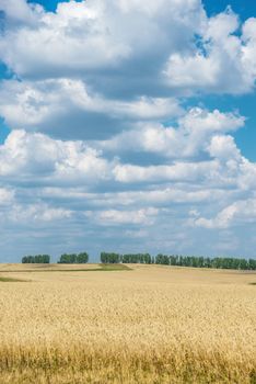 Beautiful rural landscape: a large field of golden ripe wheat and blue sky with white clouds, vertical image