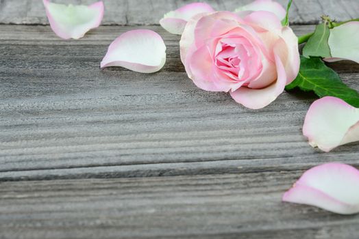 One pink rose on the old gray boards, with copy-space