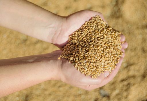 Men's hands holding a heap of of ripe wheat grains against the background of spilled grains