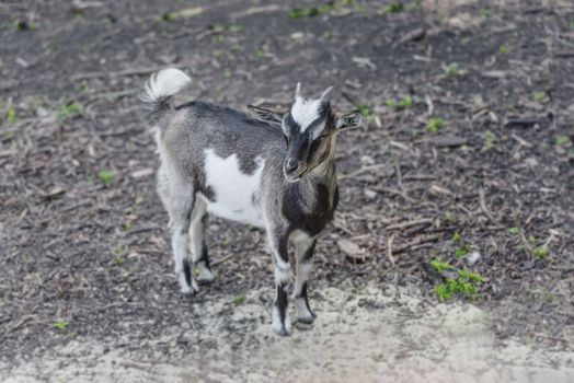 Young gray-and-white goat is standing in the yard on the farm