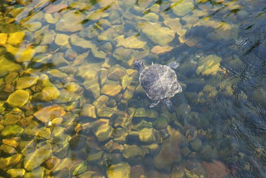 Turtle Pond slider swims in clear transparent water on the background of rock bottom