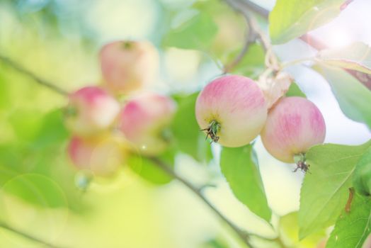 Two beautiful pink apples on a branch in a summer garden