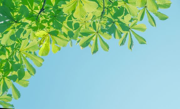 Beautiful natural background. Green leaves of chestnut against the blue sky on a clear summer day