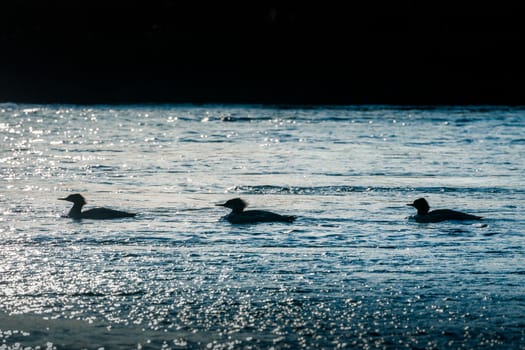 Silhouetted scene of three ducks floating on water surface of rapid flowing river in Yellowstone National Park, Wyoming, USA.