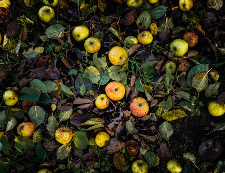 Fallen red and yellow apples on orchard ground, autumn background.