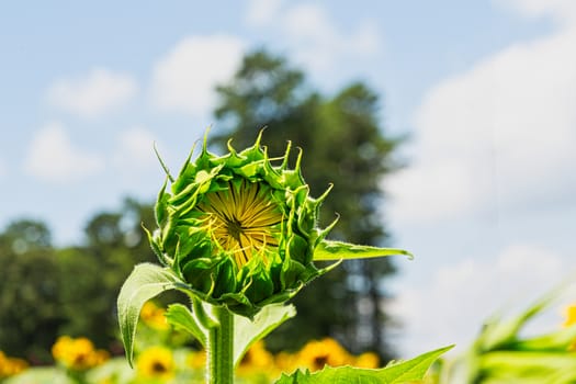 An image from a beutiful summer field full of bright yellow and green sunflowers