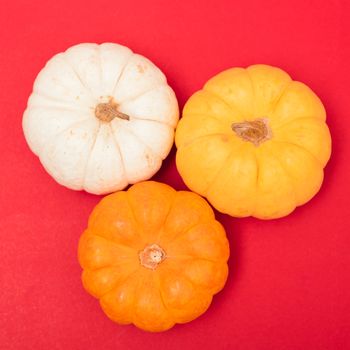 Halloween and Thanksgiving day pumpkins and leaves on red background with copy space for use