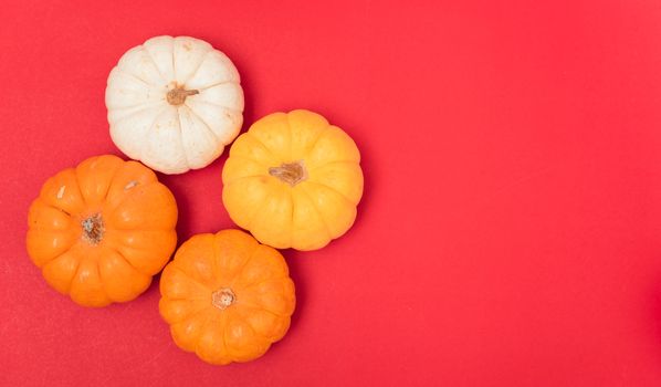 Halloween and Thanksgiving day pumpkins and leaves on red background with copy space for use