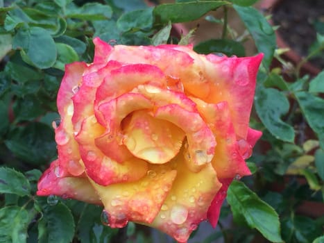 dew on a colorful rose