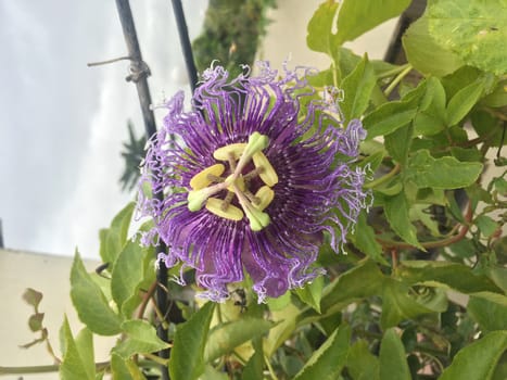 a blue flower with green leaves