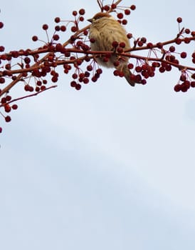 Template to copy space. Bird sitting on a twig with berries. Vertical image. Natural background.