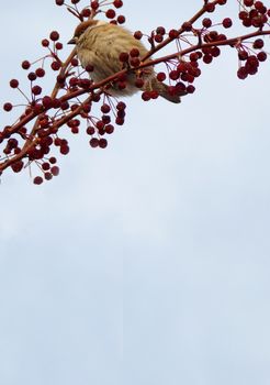 Bird sitting on a tree branch with berries. Empty space for your design. Vertically.