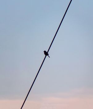 Bird on a power line wire. Silhouette and shape of a bird sitting on a cable.