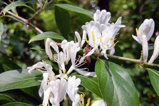 White flowers Lonicera japonica Caprifolium perfoliate honeysuckle on blurred green background, close up, macro