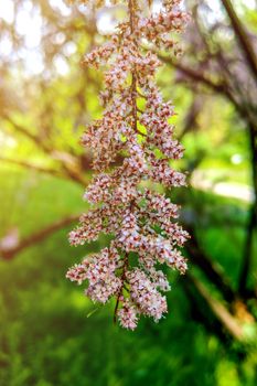 View of a flowering branch in the garden, the beginning of spring, nature comes to life