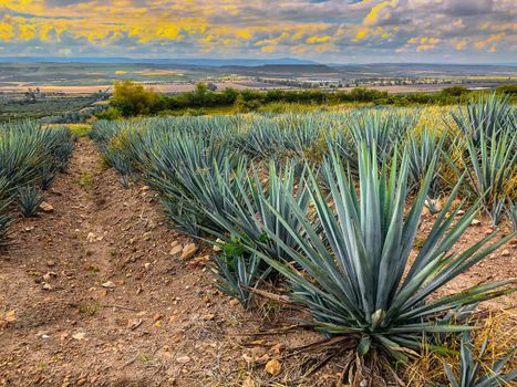 blue agave plant, ready to make tequila. The tall ones. Jalisco Mexico