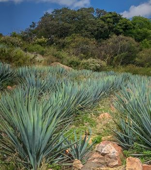 blue agave plant, ready to make tequila. The tall ones. Jalisco Mexico