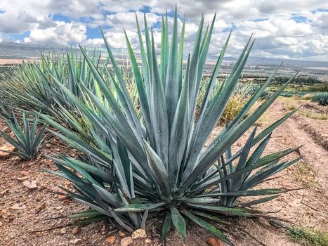 blue agave plant, ready to make tequila. The tall ones. Jalisco Mexico