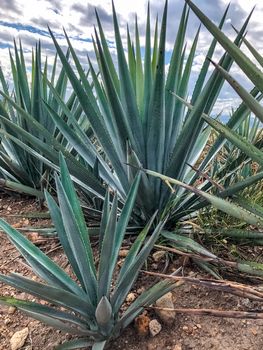 blue agave plant, ready to make tequila. The tall ones. Jalisco Mexico