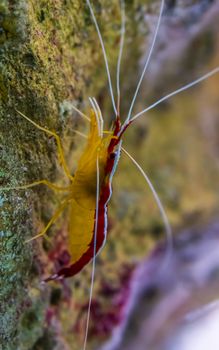 macro closeup of a atlantic cleaner shrimp, colorful prawn from the atlantic ocean