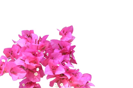 Beautiful pink red bougainvillea blooming isolated on white background, Bright pink red bougainvillea flowers as a floral background,Bougainvillea flowers texture and background,Close-up Bougainvillea tree with flowers isolated on white