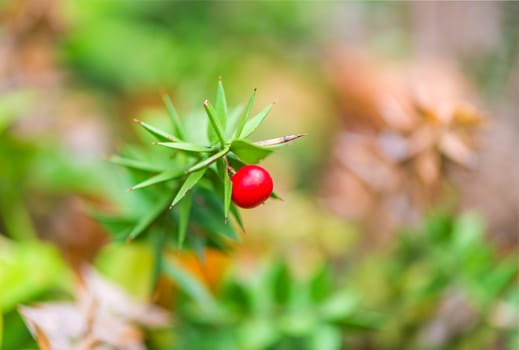 Red small berry on a green bush close-up