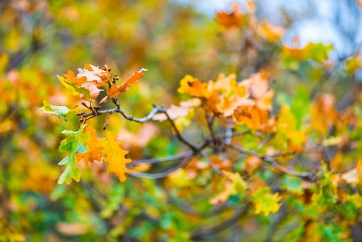 branch of an oak tree with yellow autumn leaves