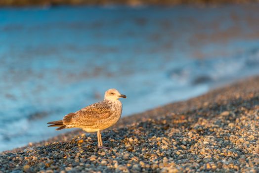 Seagull on pebble beach near the sea, portrait at dawn