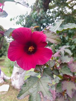 Intense magenta hibiscus flower closeup in sunny day with blurred background.