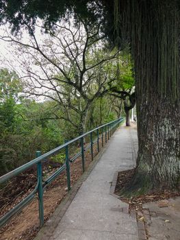 Sidewalk at the edge of the woods with trees in sunny day.