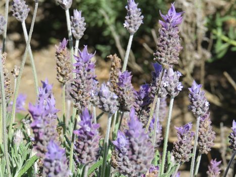 Lavender flower closeup in plantation in sunny day.